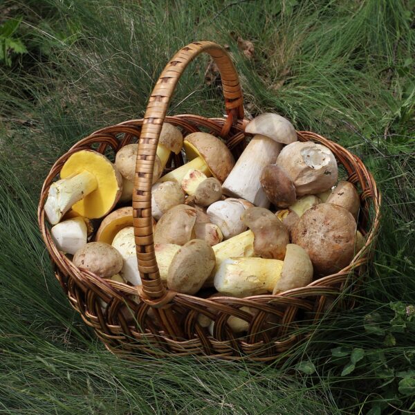 Setas de Soria, bolsa de 100 g